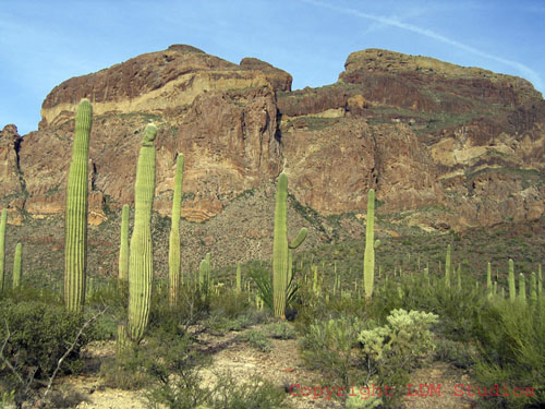 ajo_mountains_cactus