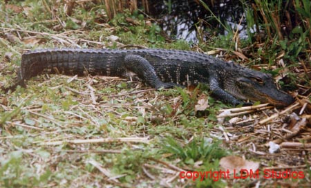 alligator