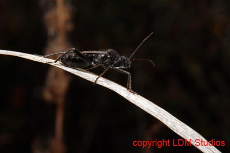 black_aphid