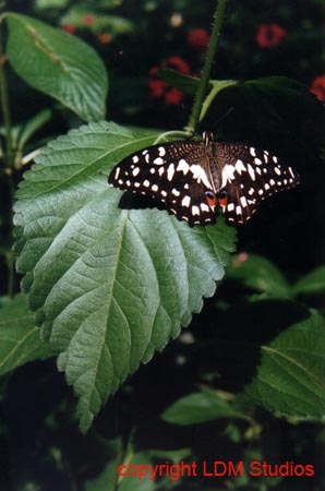 butterfly 3