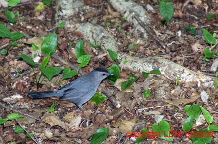 catbird