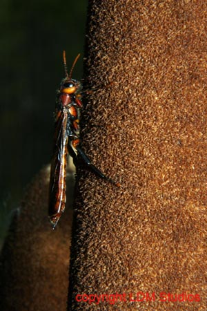 cattail_wasp