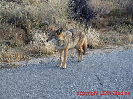 coyote