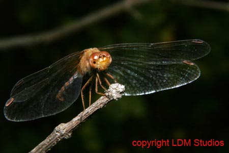 dragonfly