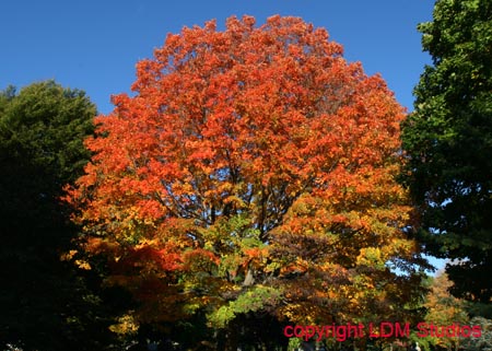 foliage7