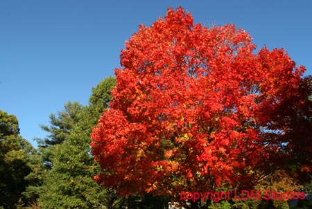 foliage9