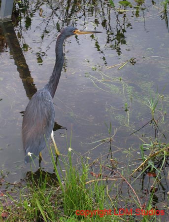 louisiana_heron