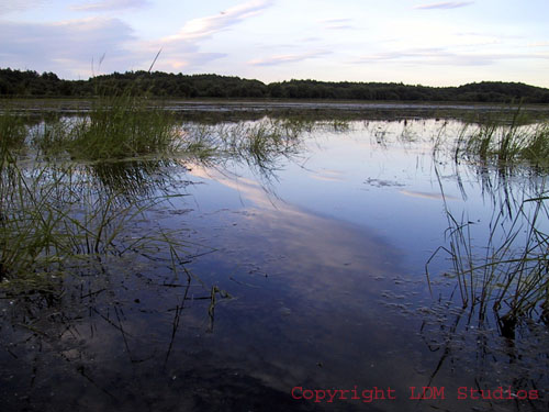 marsh