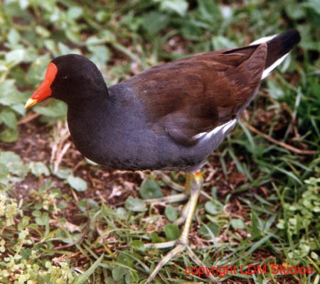 marsh_hen