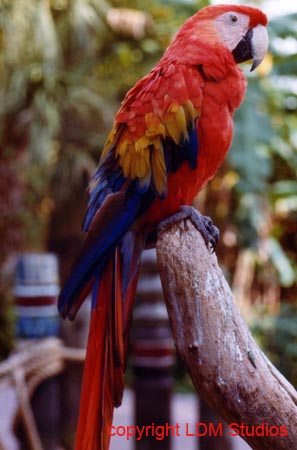 parrott