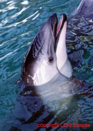 porpoise