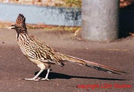 roadrunner