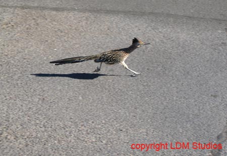 roadrunner2