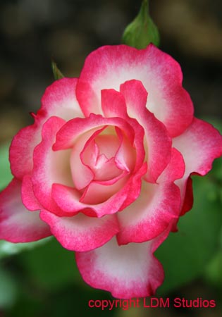 rose20