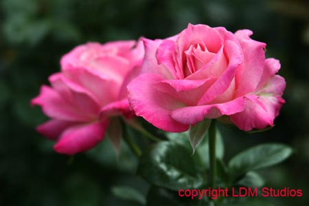 rose27