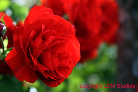 rose29