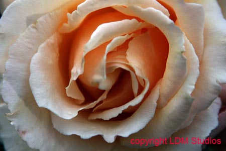 rose3