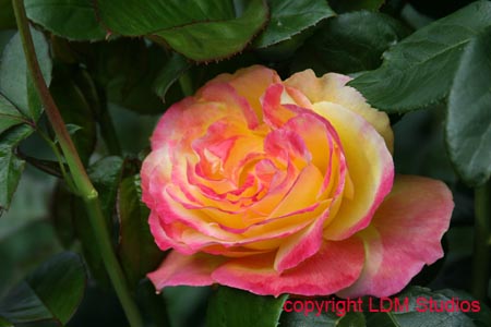rose30