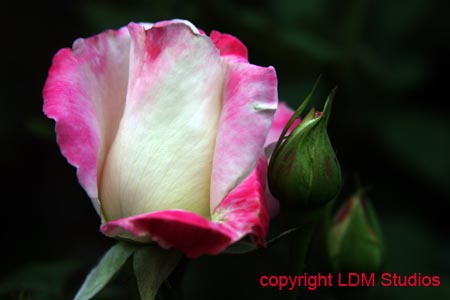 rose5