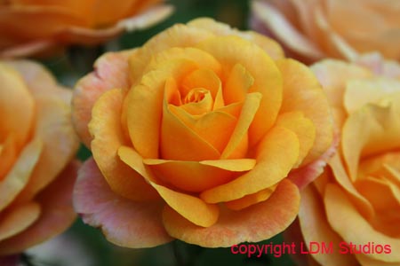 rose6