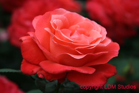 rose7