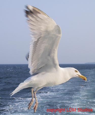 seagull