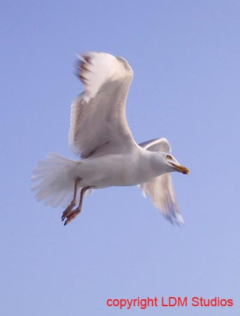 seagull2