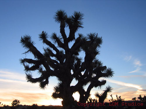 silhouette