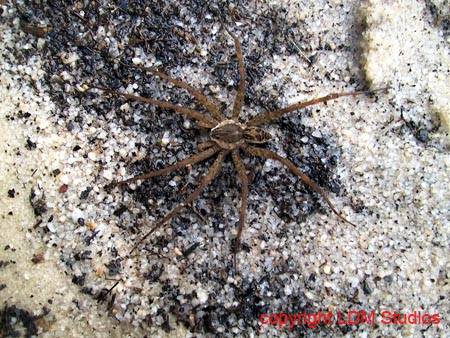 spider2