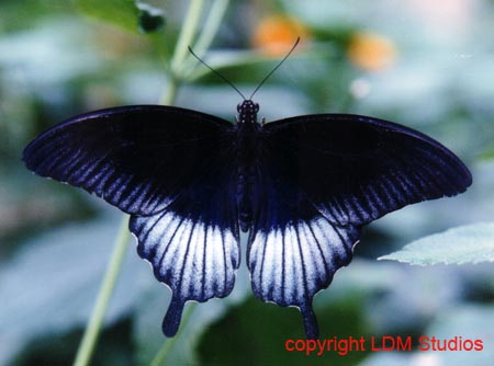 swallowtail