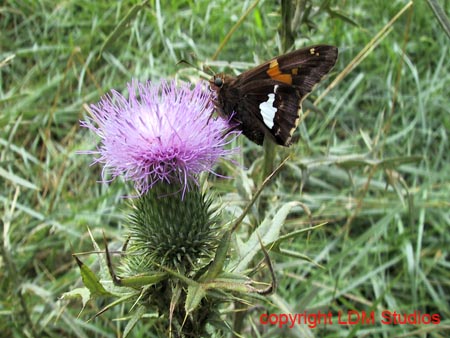 thistle_butterfly