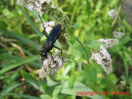 wasp