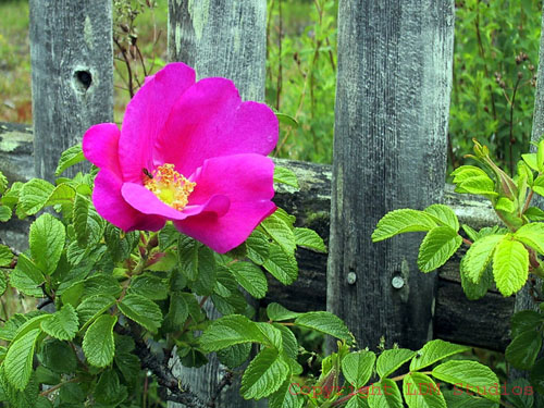 wild_rose