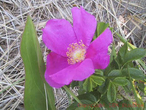wld_rose