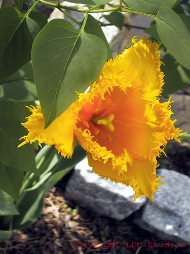 yellow