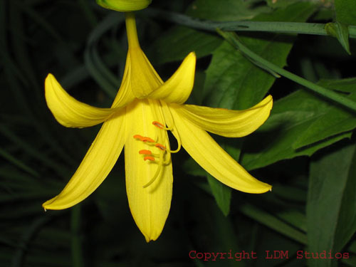 yelo