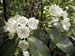 mountain_laurel