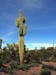 saguro_cactus