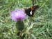 thistle_butterfly