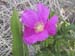 wld_rose